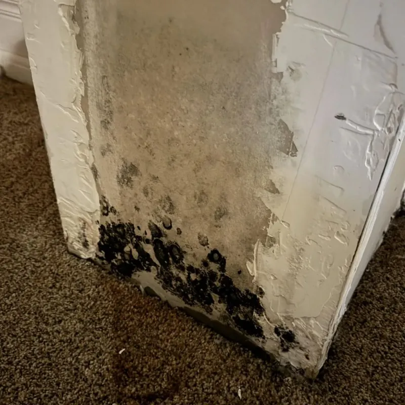 Professional Mold Removal in Carmichael, CA